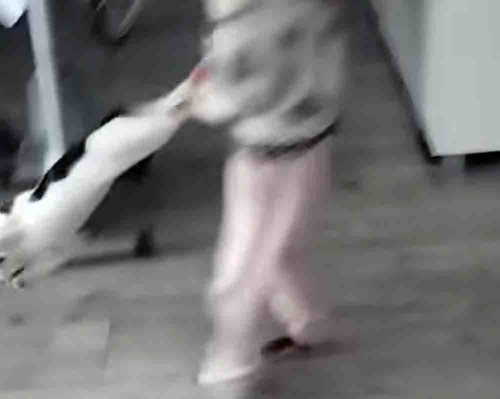 Dziewczynka znęcająca się nad kotem. Nagranie zbulwersowało kraj