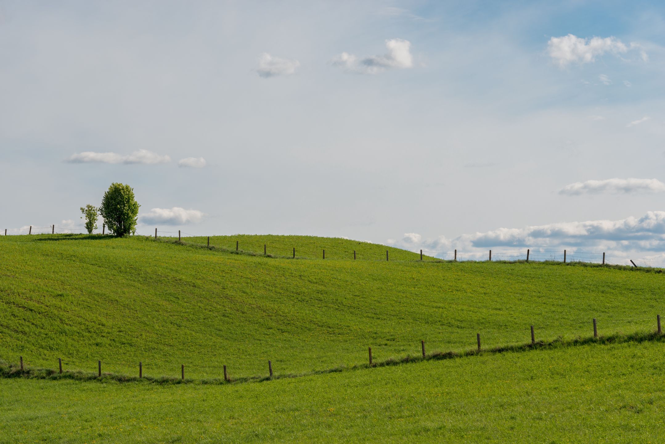 Mazury Garbate 