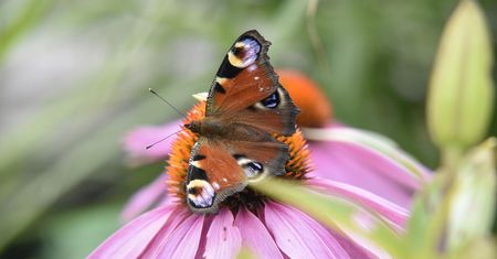 Wystawa Żywych Motyli w Palmiarni Poznańskiej – magiczne spotkanie z egzotyczną naturą