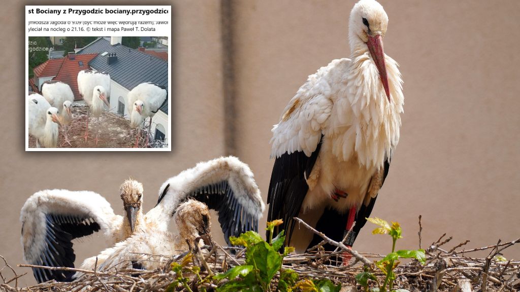 Młode bociany wyruszyły w swoją pierwszą wielką podróż