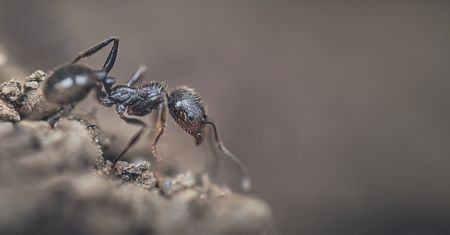 Zaginęła nieopodal placu zabaw. Szuka  mrówki, dał ogłoszenie