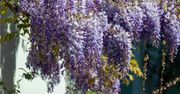 Sekret kwitnącej wisterii tkwi w cięciu. Mało kto robi to dobrze