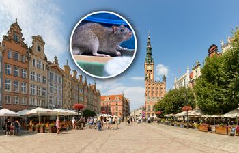 Plaga szczurów w polskim mieście. "Grasują całymi gromadami"