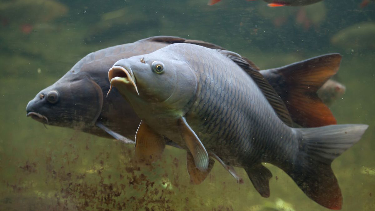 Powodem wyższych cen za karpia są m.in. mocno drożejące zboża i nawozy, a także prąd i paliwo 