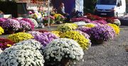 Zamknięte cmentarze. Wiemy, ile kosztowała rządowa pomoc dla sprzedawców chryzantem