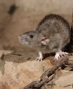 "Szczury są twarde, ale nowojorczycy są twardsi". Nowy Jork walczy z plagą