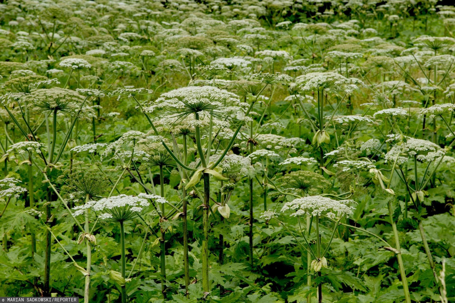 Barszcz Sosnowskiego może powodować poważne oparzenia i problemy zdrowotne