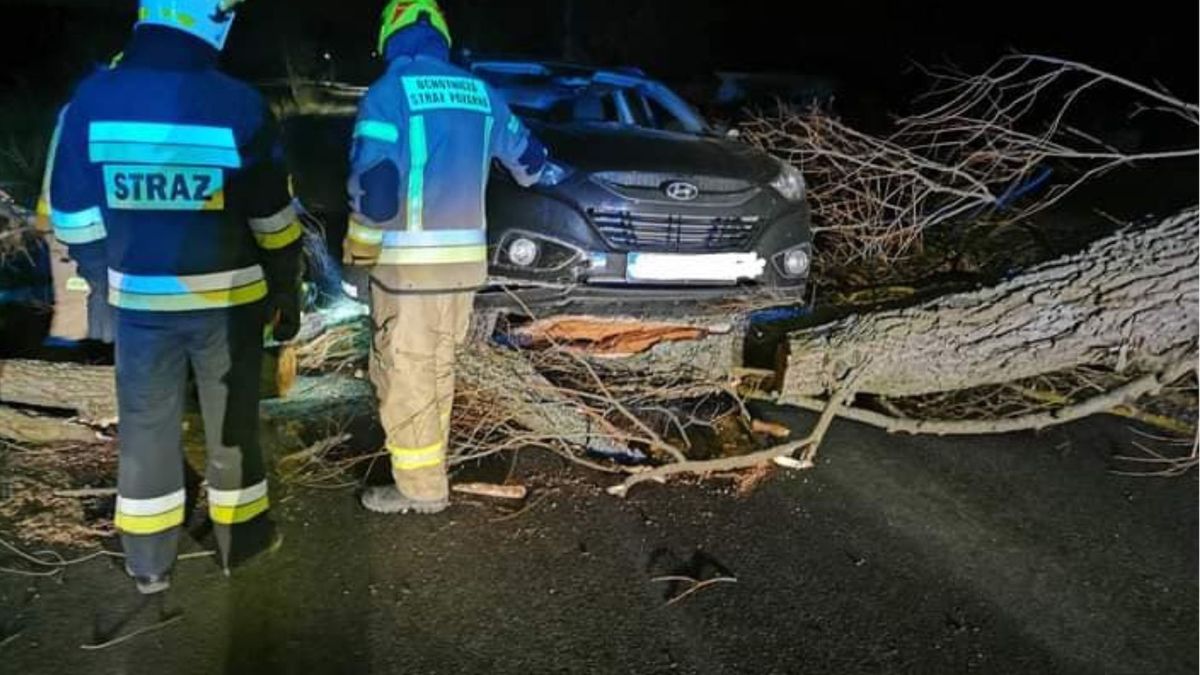 Powalonego drzewa na trasie Niestępowo - Lniska 18/02/23