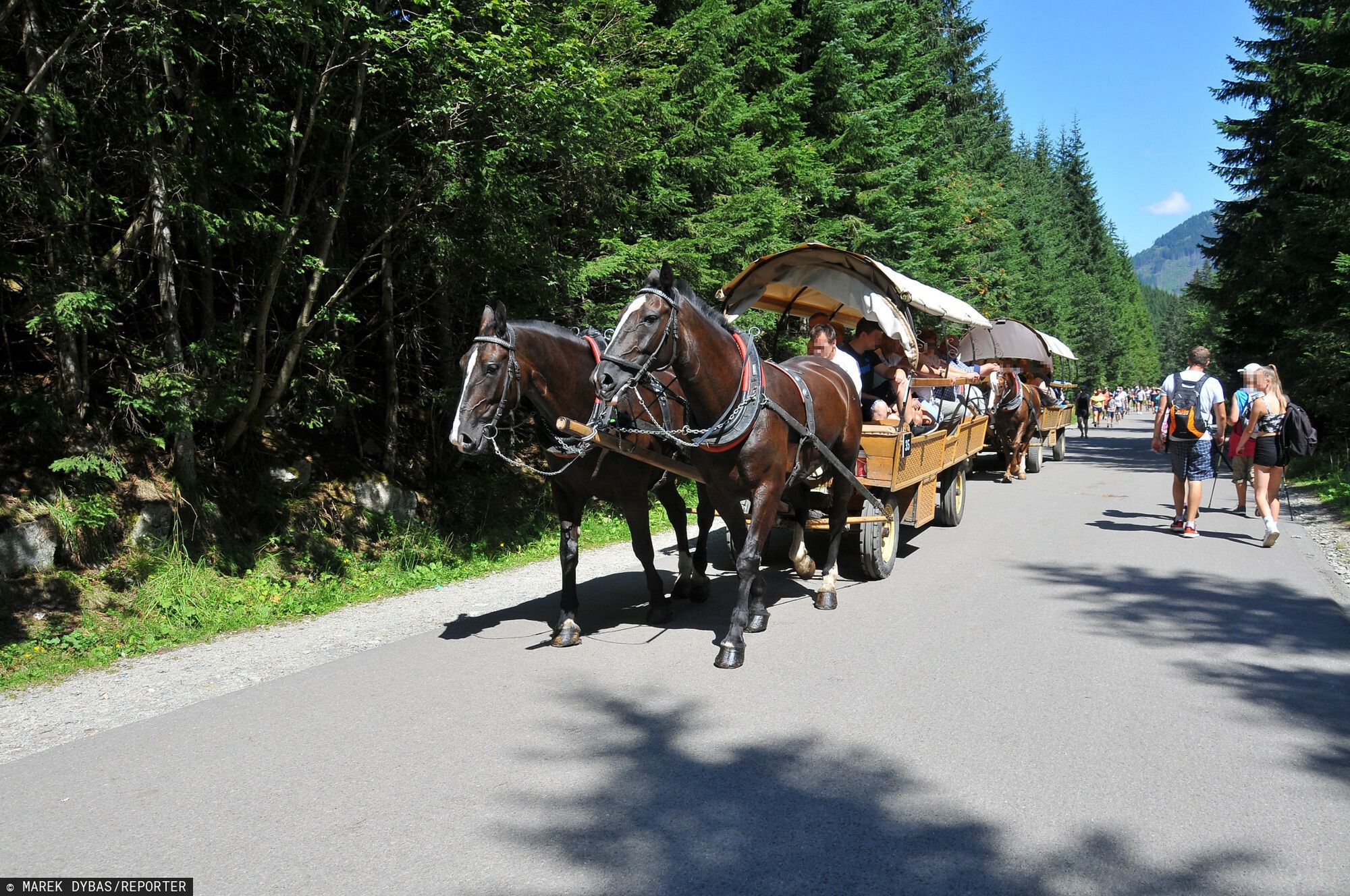 Transport konny