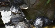 Łódź: Końcówka lata w Palmiarni - egzotyczne owoce, kwiaty i niezwykłe wystawy