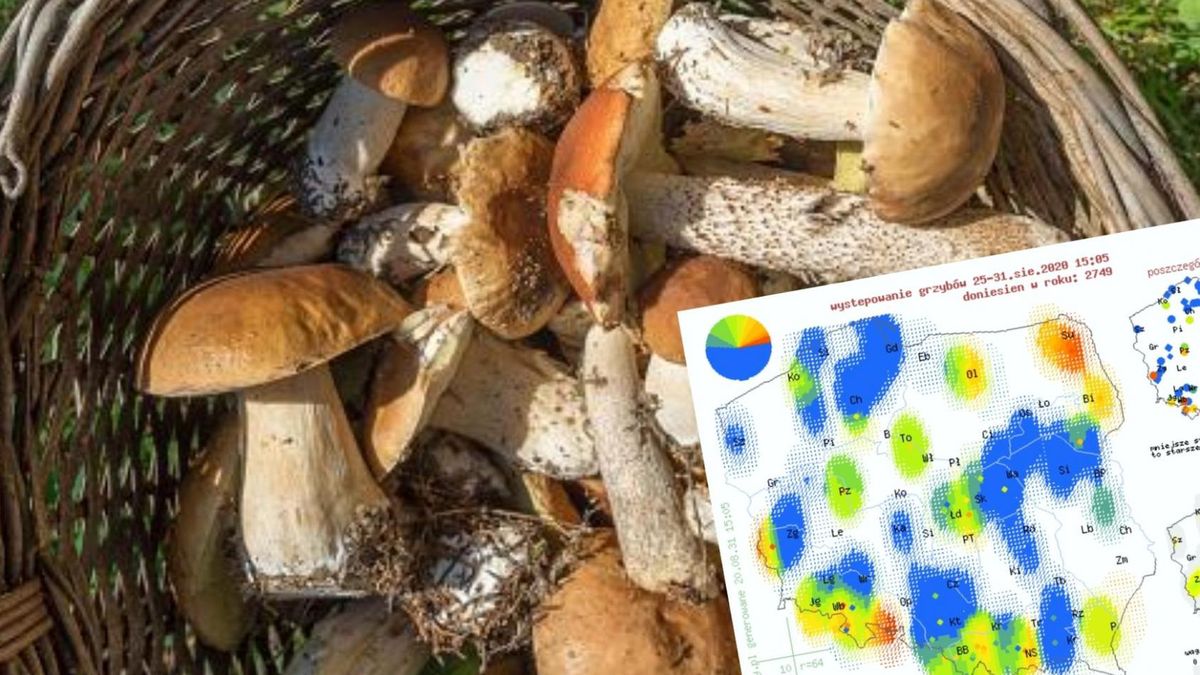 Mapa grzybów