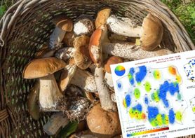 Polska mapa grzybów. Sprawdź, gdzie ich szukać