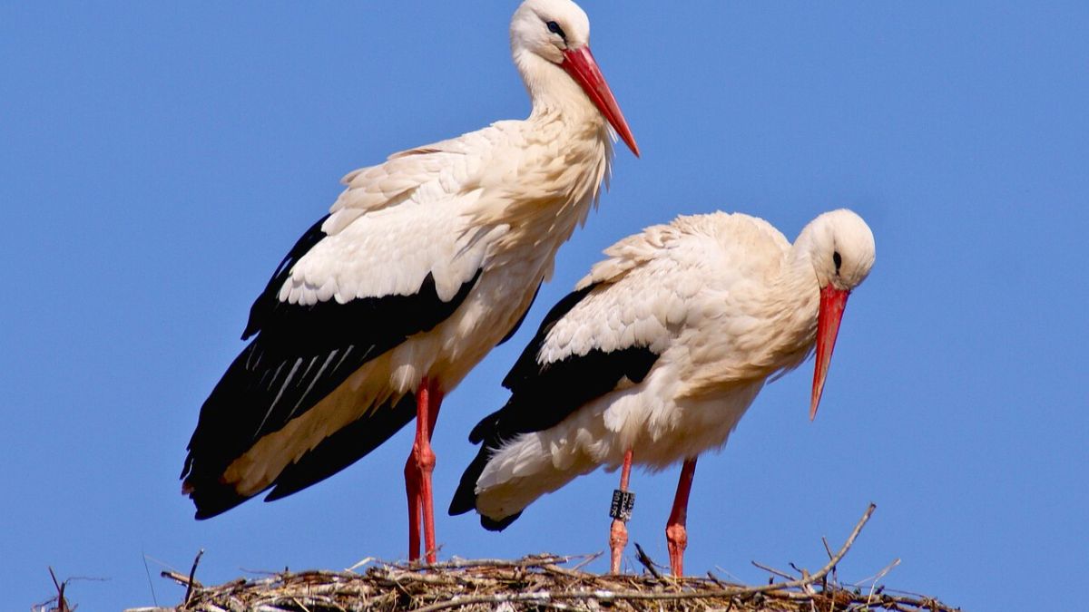 Czy te bociany będą żyć długo i szczęśliwie? 