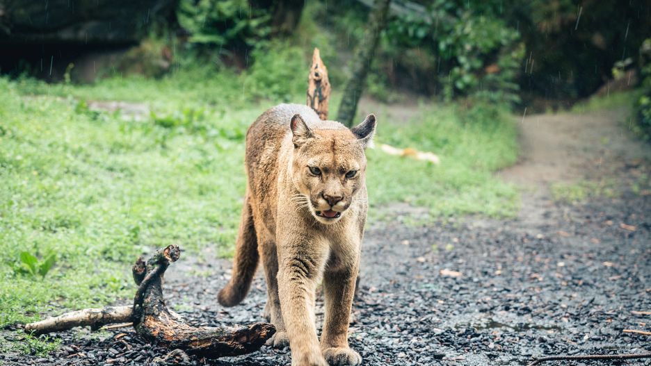 Puma