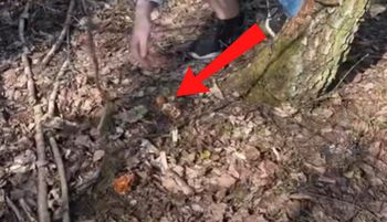 "Też już ruszyły". Aż złapał za telefon w lesie. Cztery okazy
