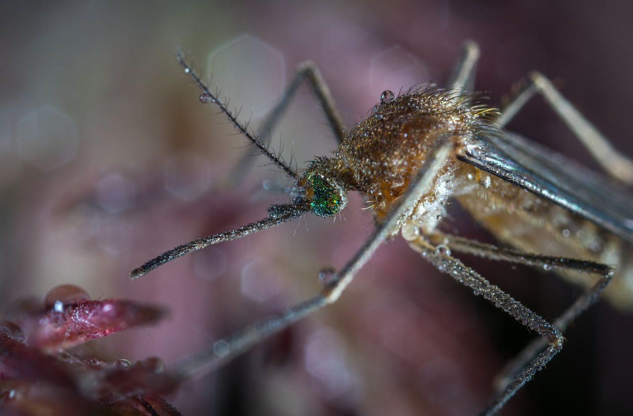Komary. Jak się ich pozbyć? I co zrobić, by nie gryzły? Porady