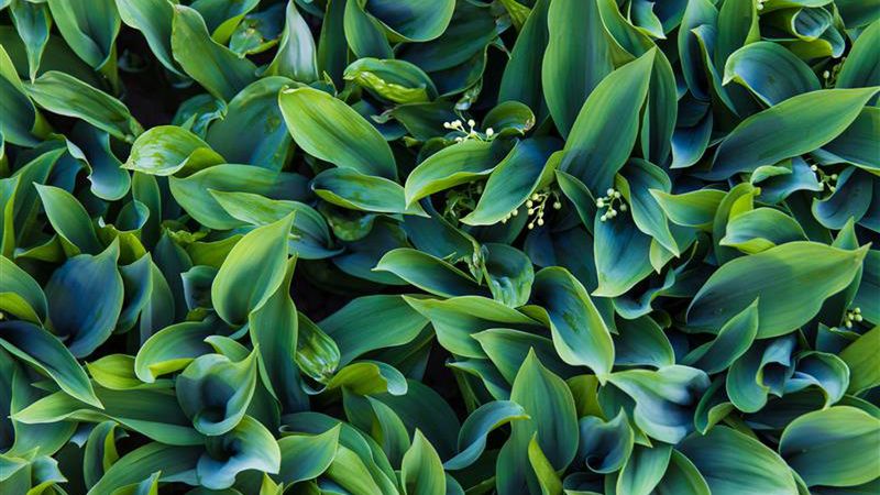 Konwalia majowa pięknie pachnie, ale stwarza problemy
