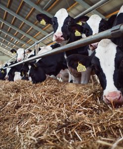 Klimatyczny absurd. 200 tysięcy krów w Irlandii ma iść pod nóż