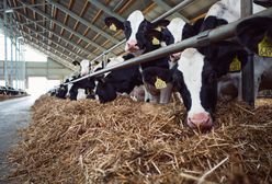 Klimatyczny absurd. 200 tysięcy krów w Irlandii ma iść pod nóż
