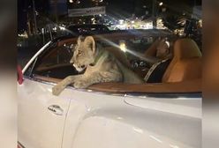 Kolega woził lwa w bentley'u. Właścicielka ma zarzuty. Niesie się wideo