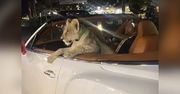 Kolega woził lwa w bentley'u. Właścicielka ma zarzuty. Niesie się wideo