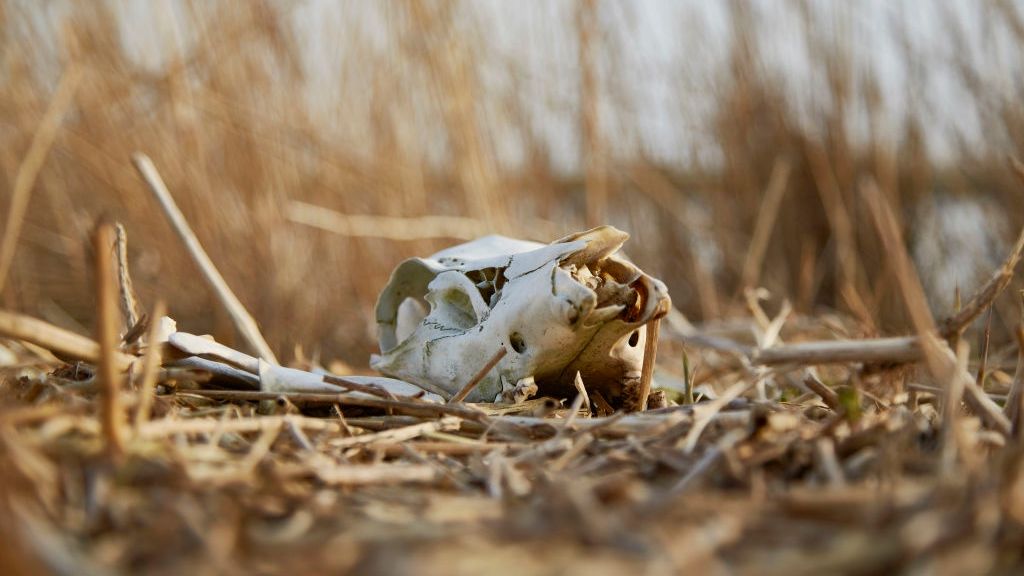 Dutch Nature Reserve Comes Under Scrutiny After Large Mammal Population Halved This Winter
LELYSTAD, NETHERLANDS - APRIL 08: The remains of a deer are seen in the Oostvaardersplassen nature reserve on April 08, 2018 in Lelystad, Netherlands. Thousands of animals died during this winter due to overpopulation and a shortage of food. Animal activists feed the horses, deer and cattle by throwing hay over the fences despite a ban by the local authorities. Emotions are running high as many of the animals face starvation with Oostvaardersplassen's feeding policy for large grazers being heavily criticised. (Photo by Pierre Crom/Getty Images)
Pierre Crom
Human Interest, Animal Themes, Environment, Nature, Environmental Conservation, Netherlands, FeedRouted_Global