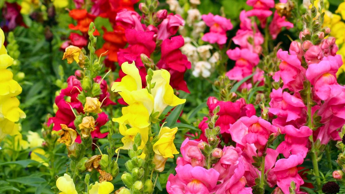 Od lat sadzę w ogrodzie lwie paszcze 