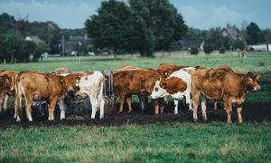 Chcą nazwać wioskę imieniem Putina. To dla ochrony krów