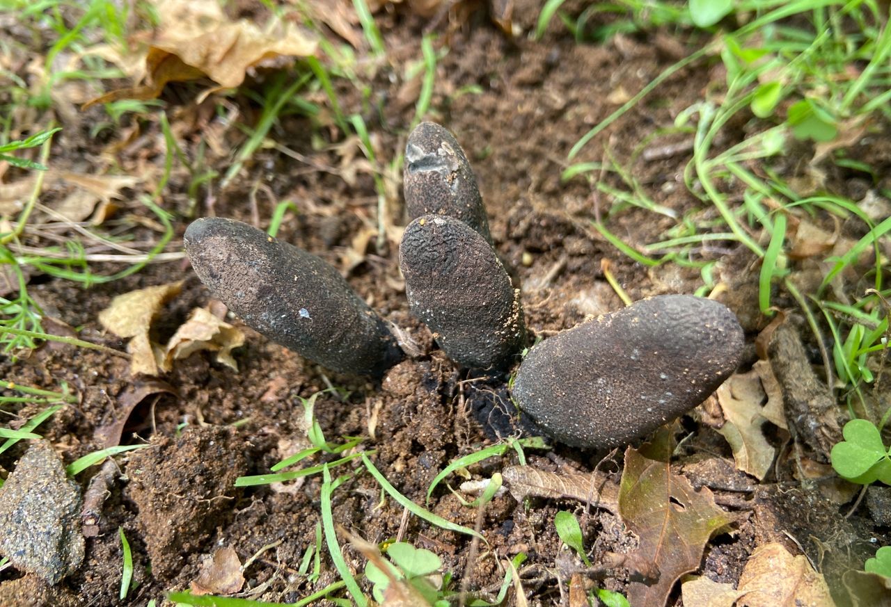 "Palce umarlaka" mogą wystraszyć podczas leśnego spaceru