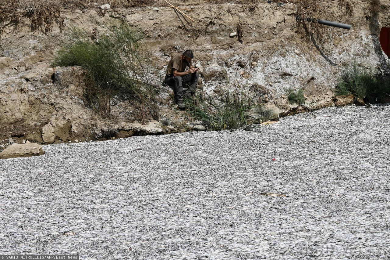 Millions of dead fish were found on the Greek coast