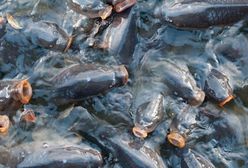 Kupujesz żywe karpie? Sąd Najwyższy wydał wyrok ws. transportu i przetrzymywania ryb