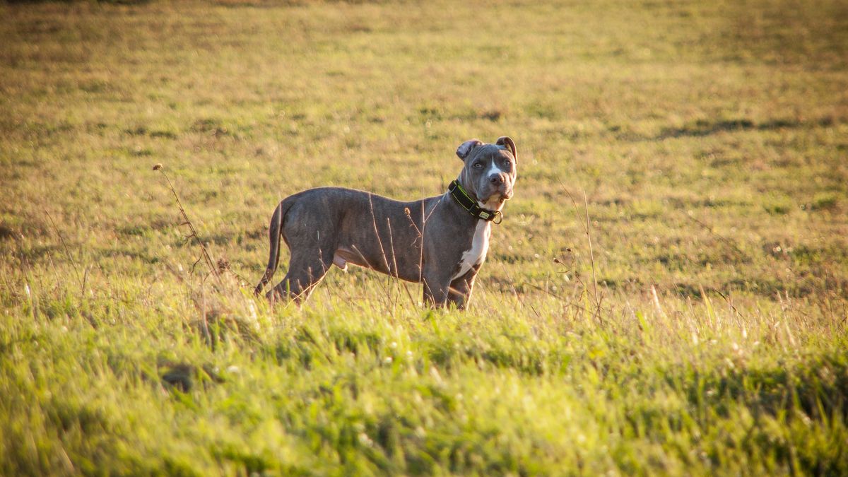 Amstaff rzucił się na 12-letnie dziecko