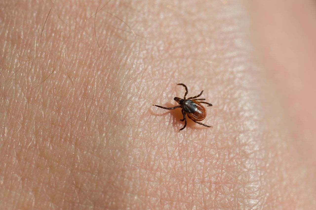 Mogą czaić się w domach. Koniecznie sprawdź te miejsca