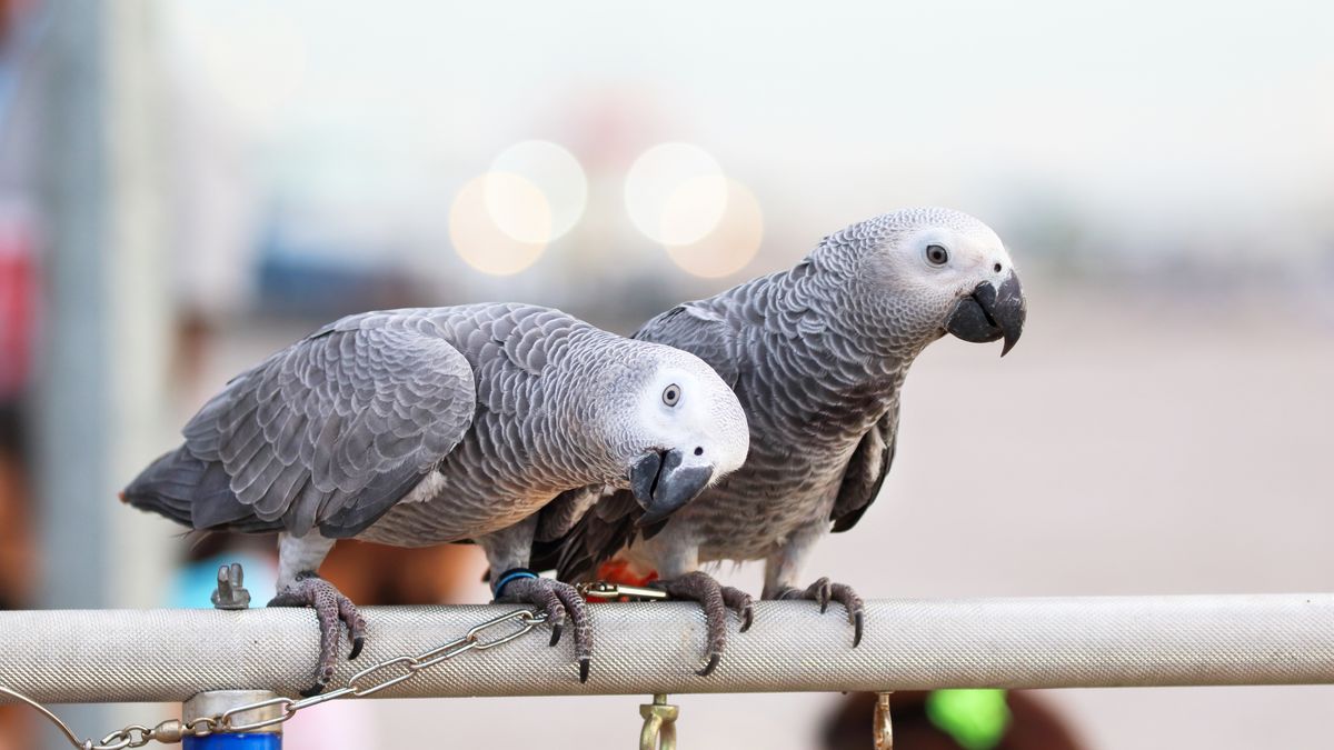 Władze zoo próbują się uporać z przeklinającymi papugami od 2020 r. 