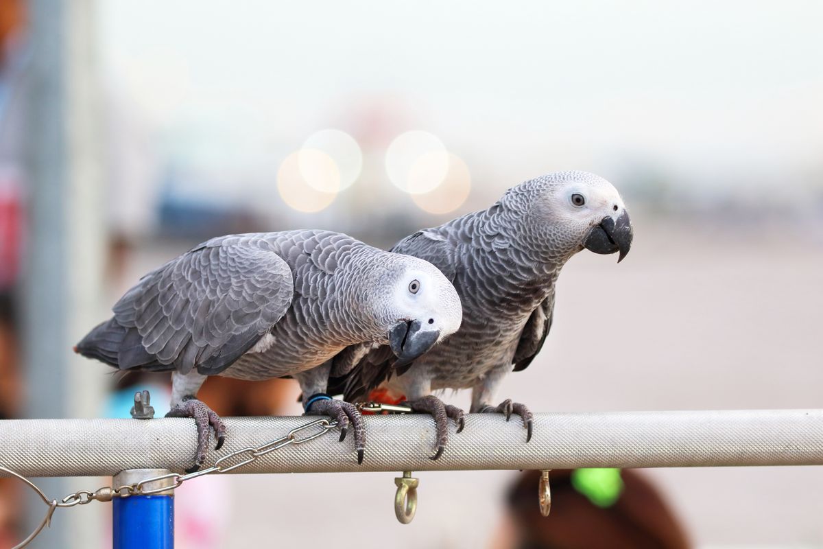 Władze zoo próbują się uporać z przeklinającymi papugami od 2020 r. 