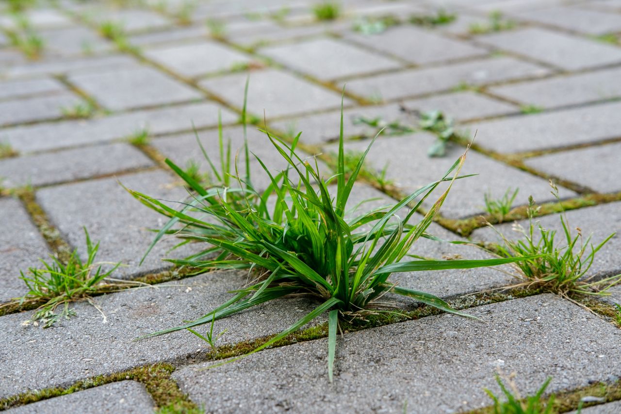 Eco-friendly gardening hack: Using laundry detergent to banish weeds