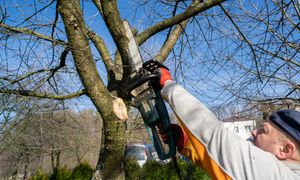 Gałęzie od sąsiada "wchodzą" na posesję? Musisz to mieć na uwadze