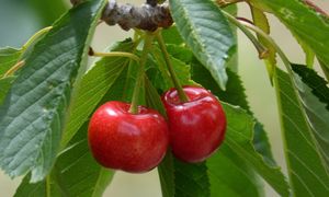Podsyp tym czereśnię, a nie nadążysz za zbieraniem. To ostatni moment