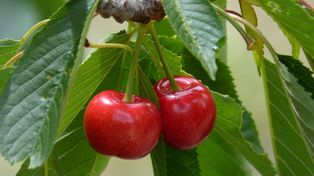 Podsyp tym czereśnię, a nie nadążysz za zbieraniem. To ostatni moment
