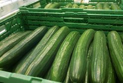 Ogórki Putina to problem całej UE. Zalewają także nas