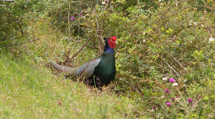 Dzikie oblicze Japonii