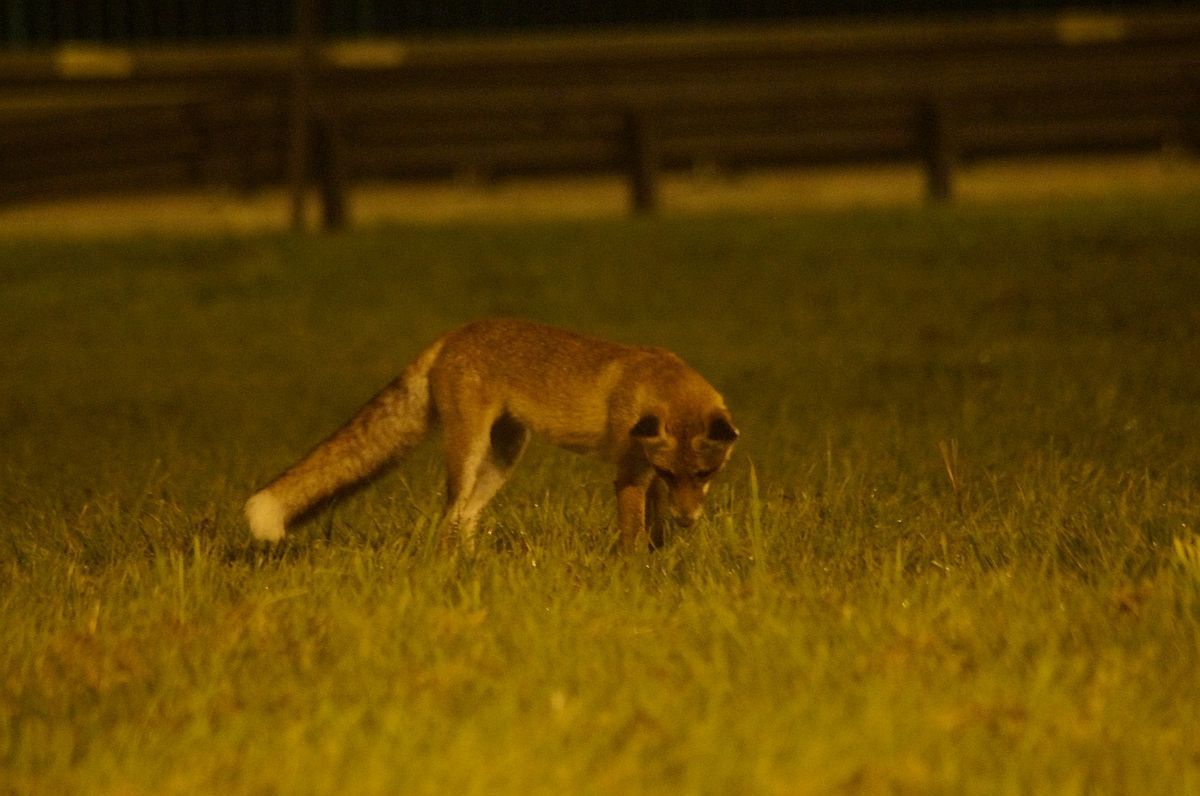 Kolejne przypadki wścieklizny. Kot pogryzł człowieka, lis zaatakował psa