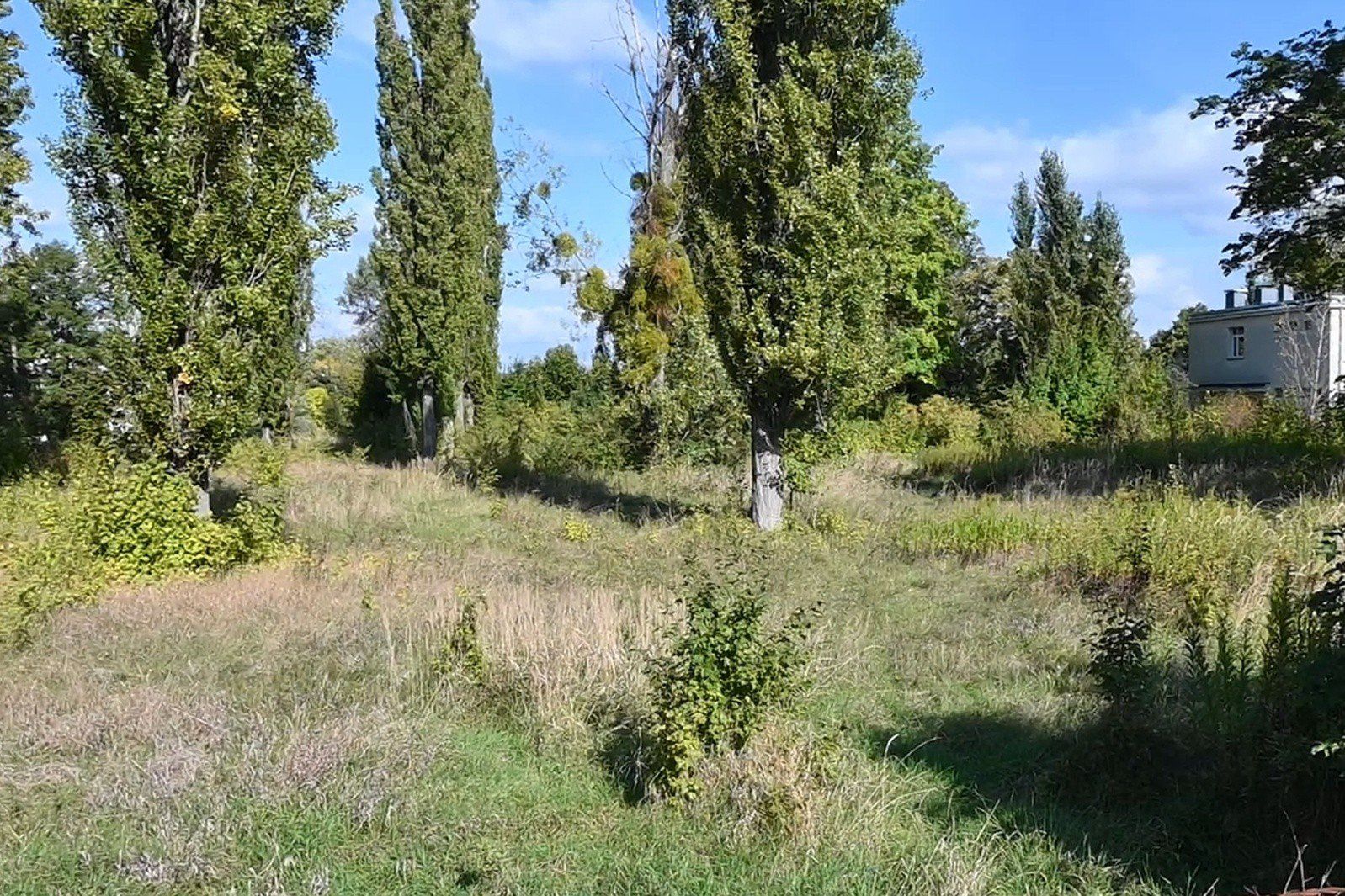 Z dzikiego, zielonego terenu chętnie korzystają mieszkańcy. Wyprowadzają tu psy, robią grilla i spacerują.
