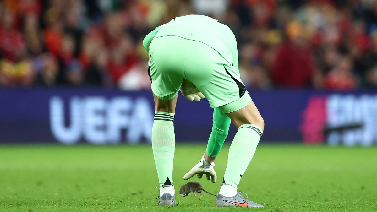 Szczur zakłócił mecz między Walią a Belgią