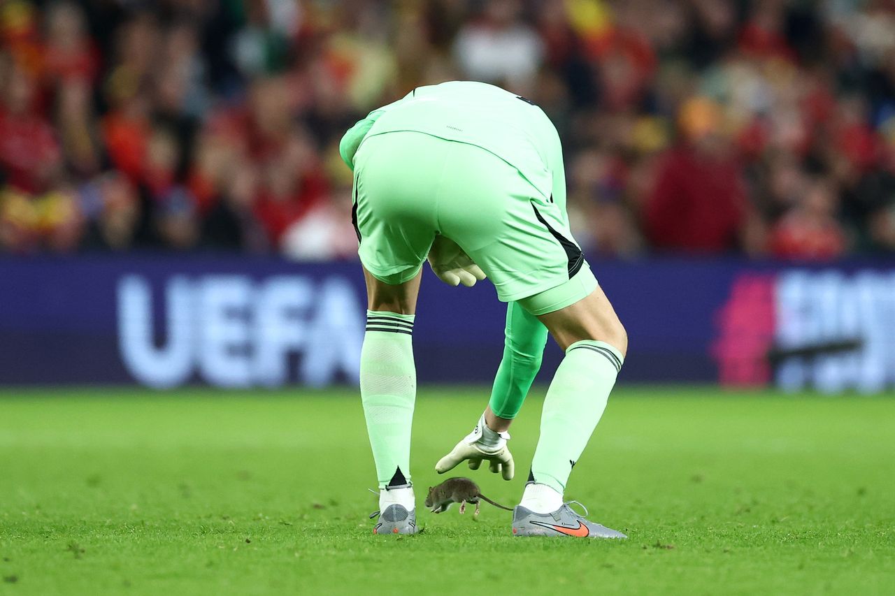 Nietypowa przerwa w meczu Walia – Belgia. Szczur wdarł się na murawę