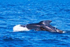 Dobre wieści z Islandii. Koniec połowów wielorybów