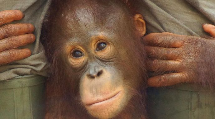 Zostać orangutanem