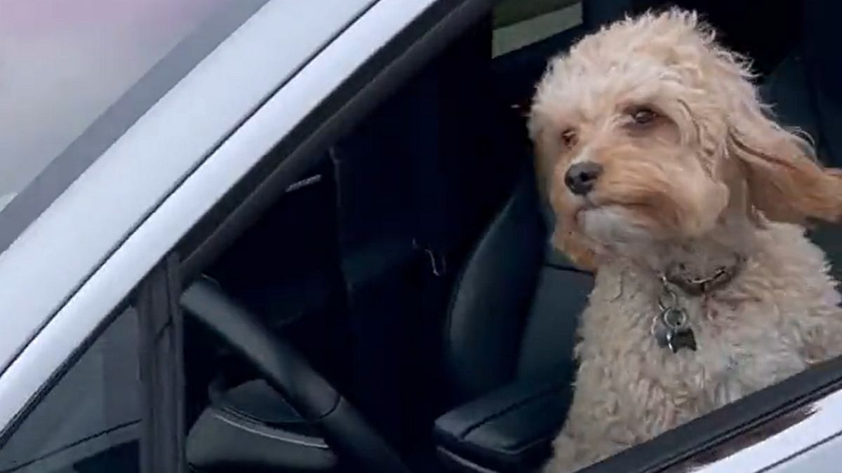 Za kierownicą auta siedział pies