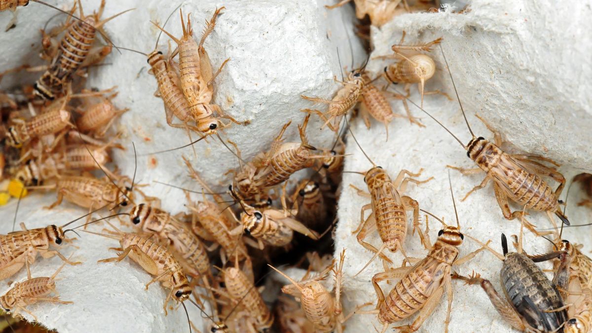 Komisja Europejska wydała zgodę na wprowadzenie do sprzedaży w krajach członkowskich UE produktów zawierających mąkę wyprodukowaną ze świerszcza domowego