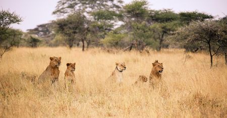 Tanzania. Lwy zabiły troje dzieci